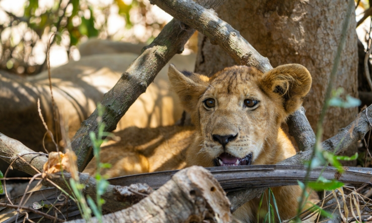 12-Day Luxury Tanzania Family Safari & Beach: Ultimate Adventure and Relaxation