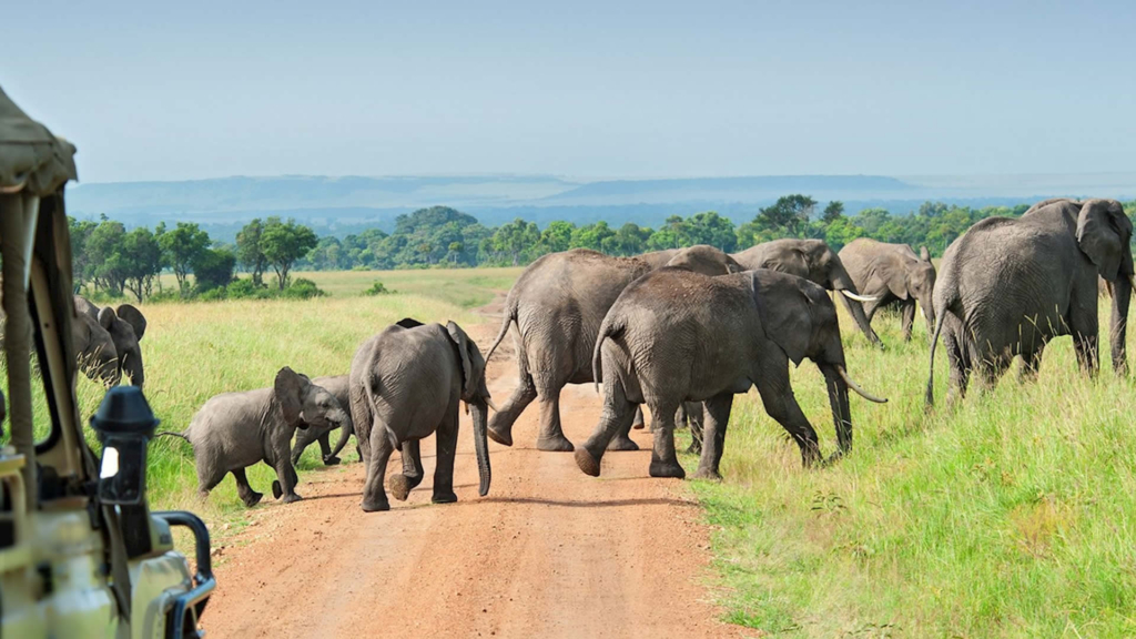 TOURIST ACTIVITES IN NYERERE NATIONAL PARK