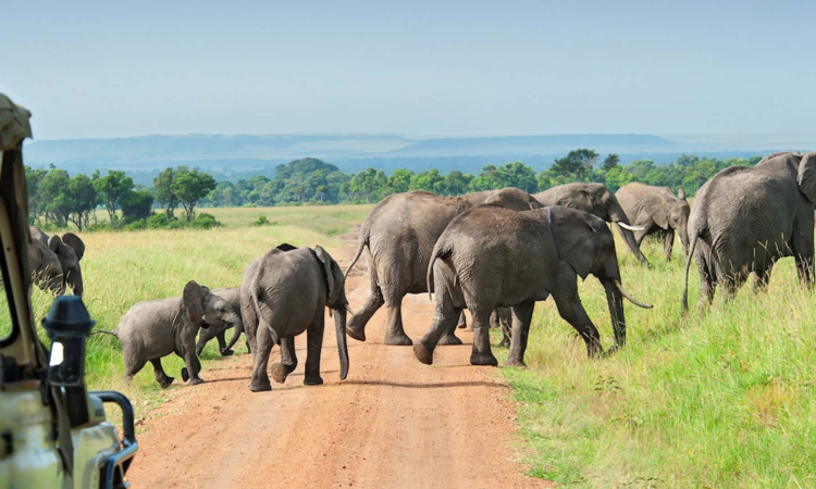 TOURIST ACTIVITES IN NYERERE NATIONAL PARK
