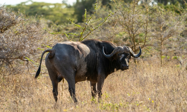 Best Tanzania Tour Operators & Nyerere Safari Companies